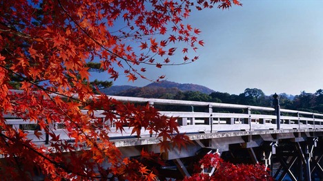 131005紅葉と宇治橋@三重県 伊勢神宮
