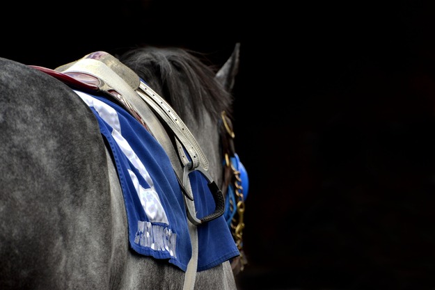 horse-1394093_1920
