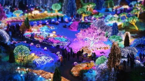 131224アチムゴヨ樹木園