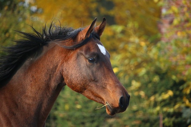 horse-1024746_1920