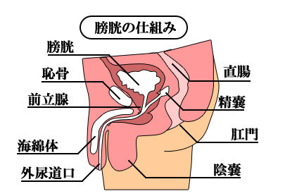 膀胱