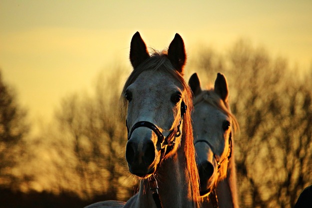 horse-1942706_1920