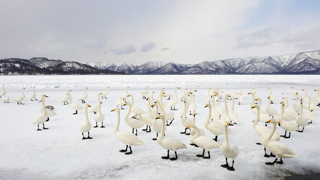 141228オオハクチョウ@北海道