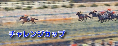 阪神芝2000m/騎手・種牡馬データ(2022チャレンジカップ)＆【チャンピオンズC】データ消去法から残る6頭