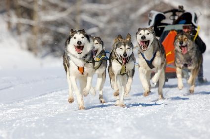 Istock Husky Pack dogs