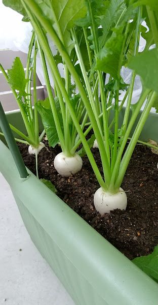 こかぶ