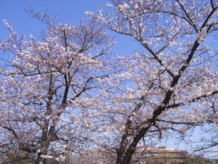 �֥���20110406a