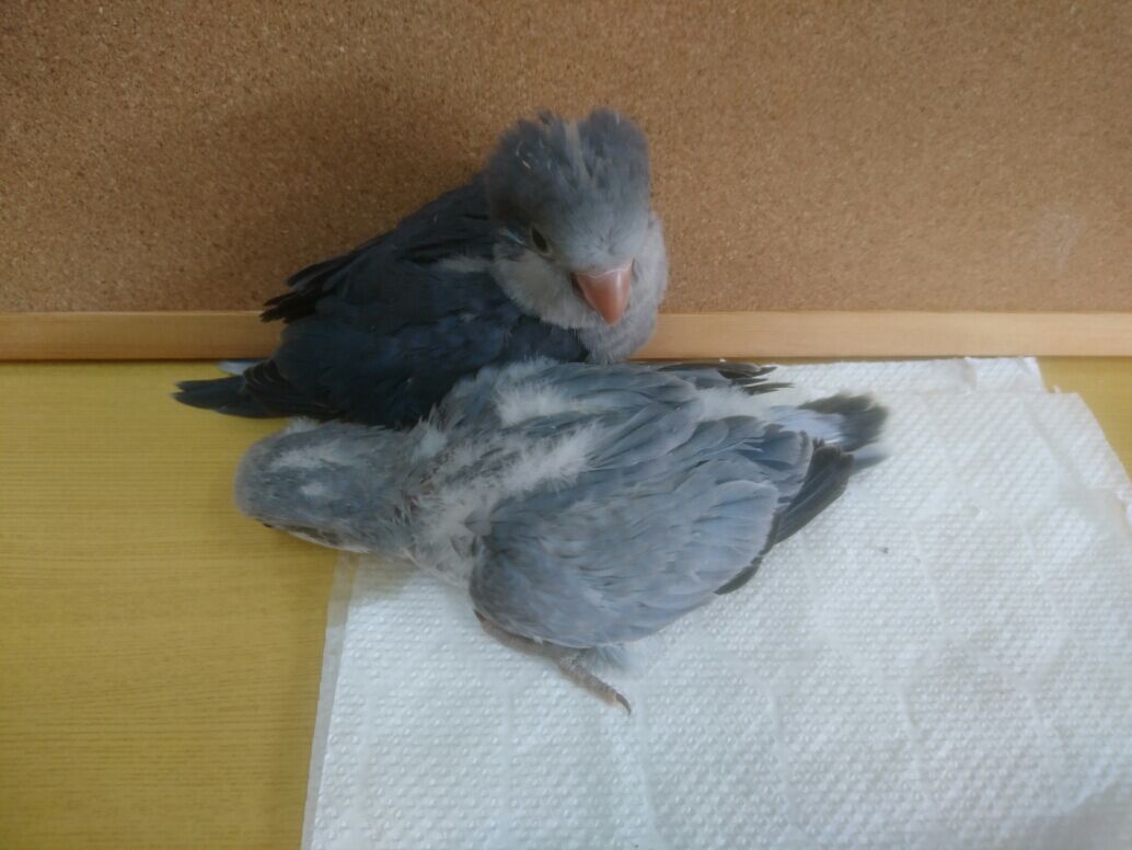 オキナインコ里親募集いたします モンクファーム