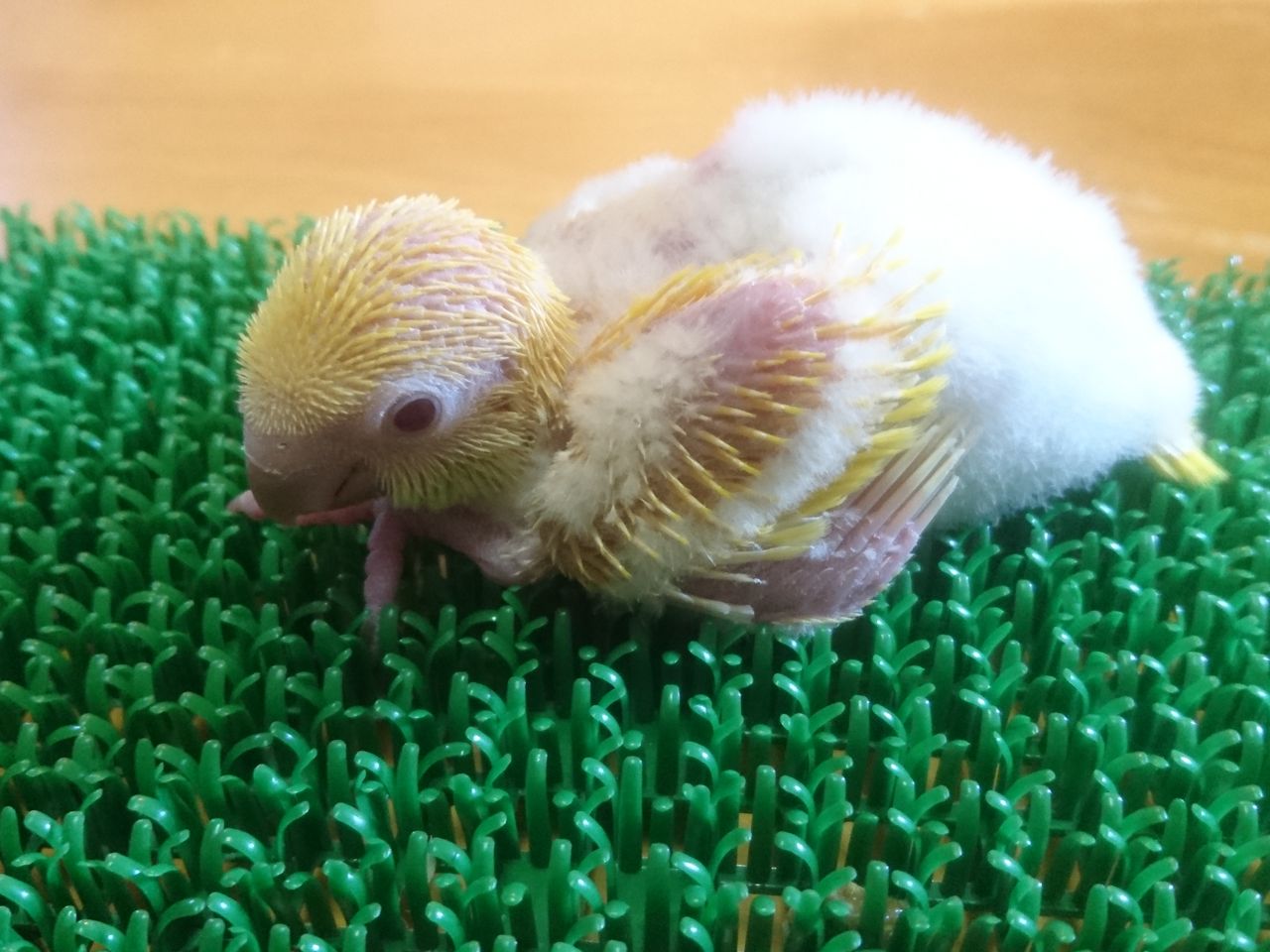 オキナインコ モンクファーム オキナインコ モンクファーム