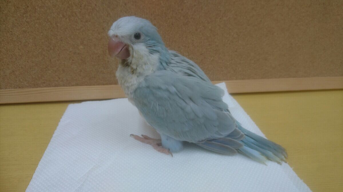 オキナインコの里親様募集のご案内 モンク ファーム