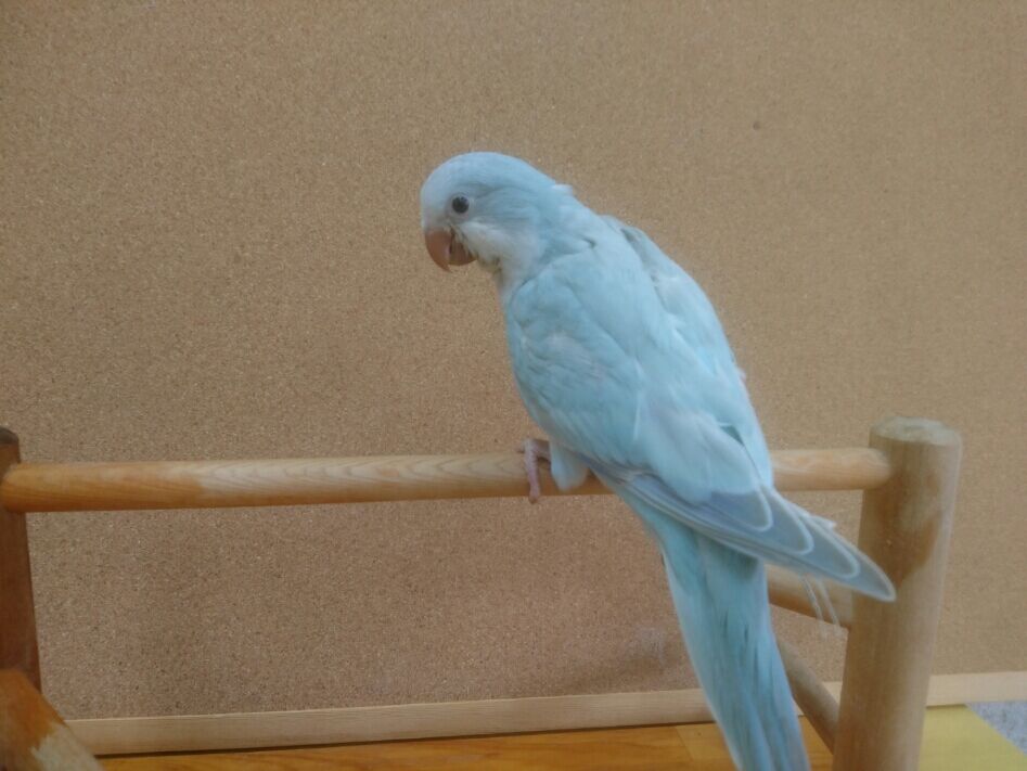 オキナインコ里親募集いたします モンク ファーム