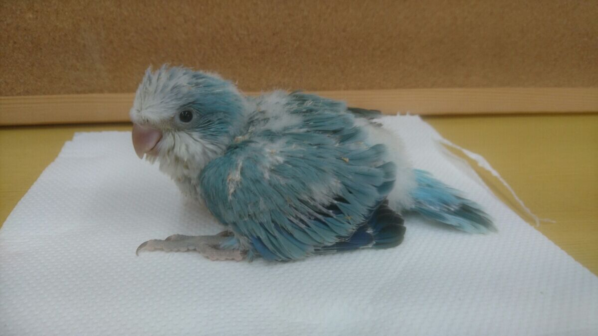 オキナインコの里親様募集のご案内 モンク ファーム オキナインコの里親様募集のご案内 モンク ファーム