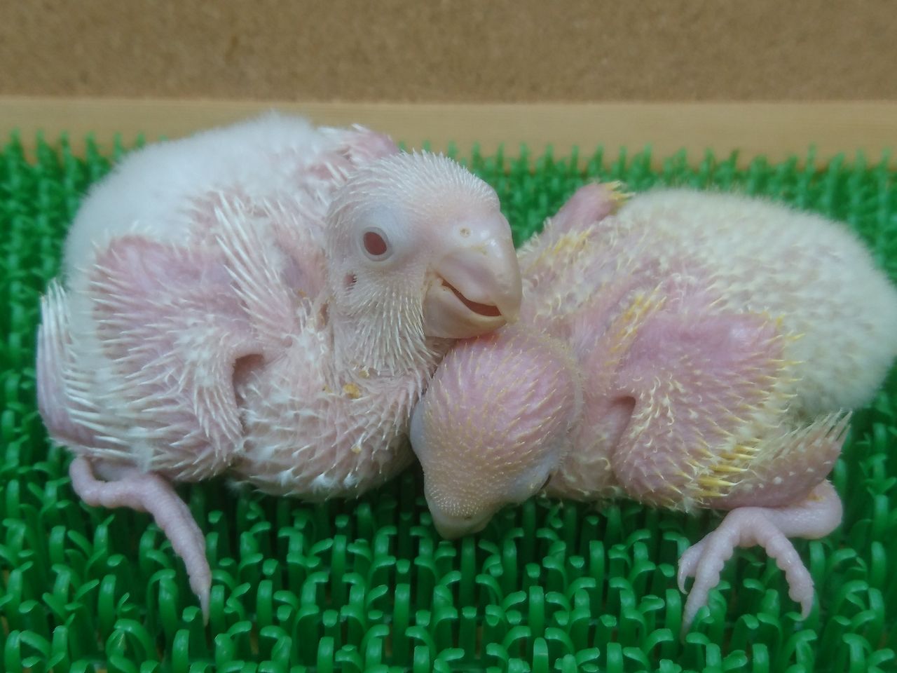 今年最後のヒナたちです モンクファーム