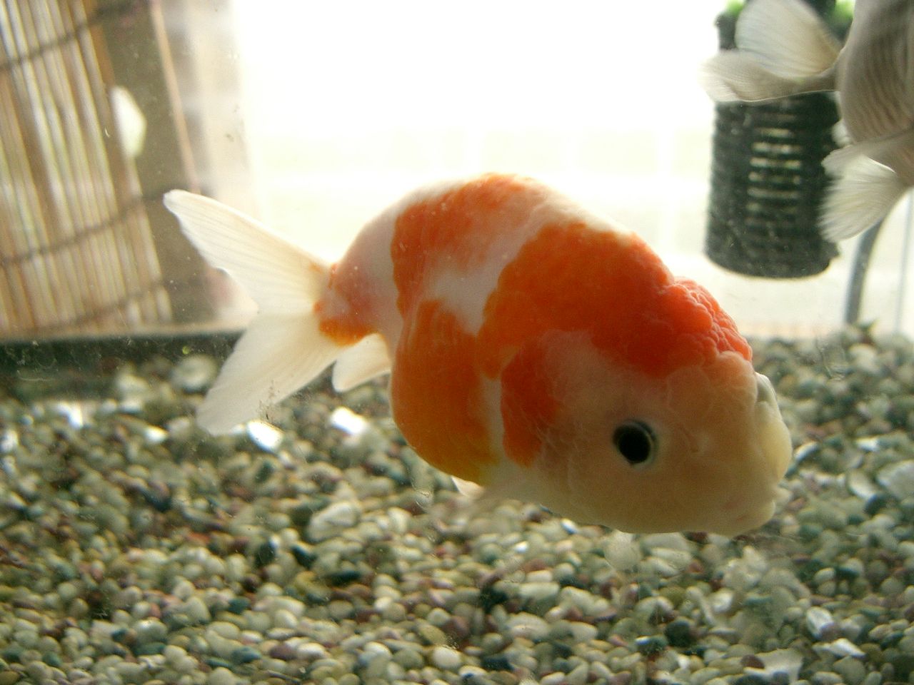 桜錦さんと金魚さんらしいイェローコメット君の近況です Monkitioのブログ