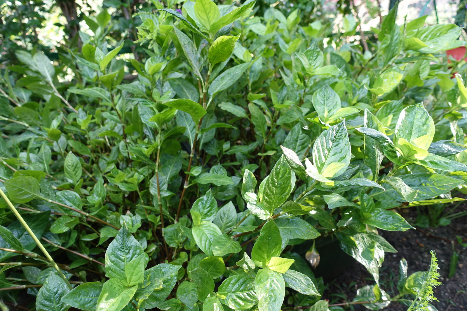 【藍】 限界集落で無農薬で育った 藍乾燥葉 茎なし 約640g 藍染め 織り物 藍】 限界集落で無農薬で育った 藍乾燥葉 茎なし 約640g