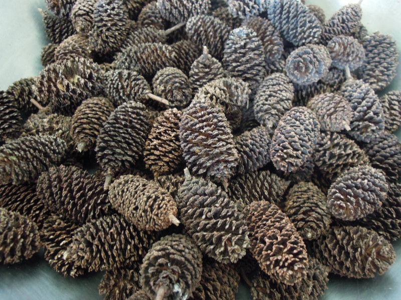 ヤシャブシで染める モンコの染織日記