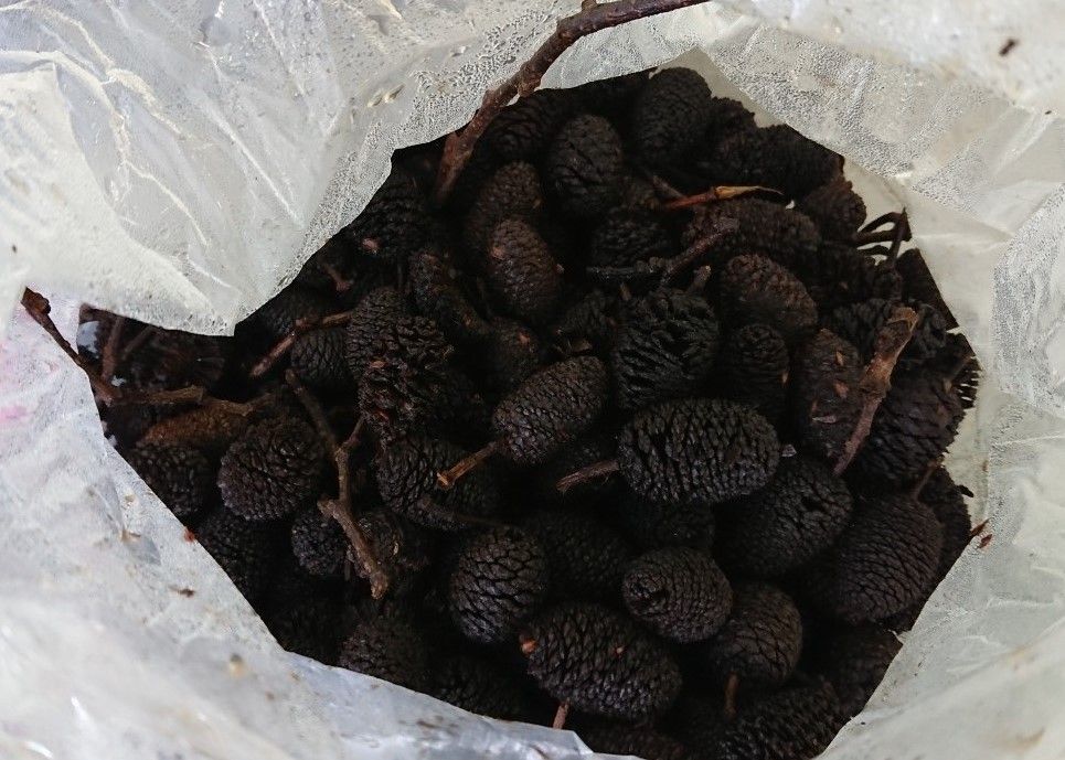 ヤシャブシで染める 藍染め2 モンコの染織日記