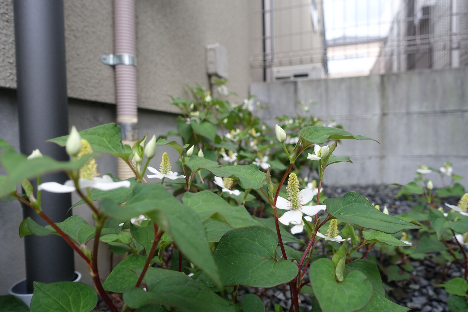 ドクダミで化粧水を作る モンコの染織日記