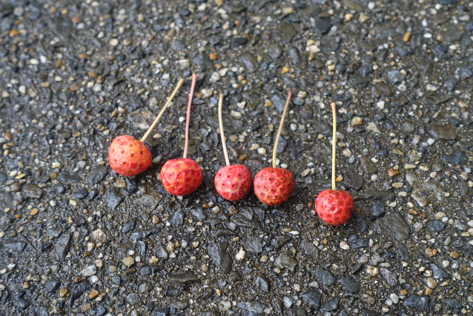 ヤマボウシの実 モンコの染織日記
