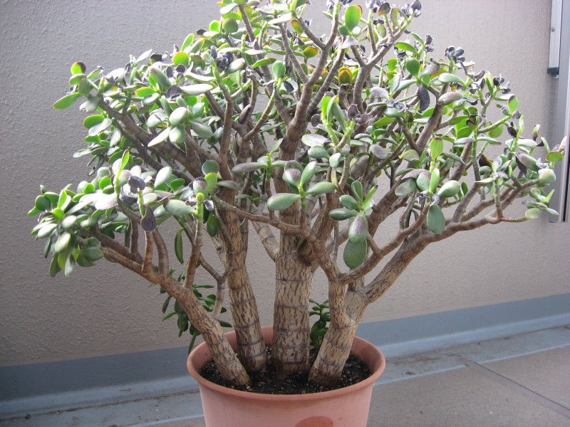 暑さのせい モンコの染織日記