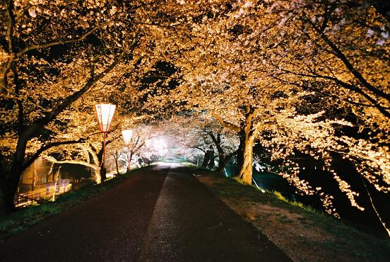 cherry-road