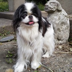 『狆くしゃですが・・・。』:ひさびさに帰ってみました。 - livedoor Blog(ブログ)- 狆 ブログ :狆 犬 Dog ペット ...