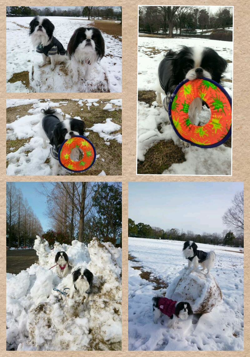 狆くしゃですが まだまだ雪あそび Livedoor Blog ブログ 狆 ブログ 狆 犬 Dog ペット Japanese Chin 狆 チン ブログ 狆ブログ 犬ブログ 狆くしゃ 零くん 日本犬 日本狆 座敷犬 小型犬 チンクシャ ちんくしゃ ゼロ 和犬 ブログ ワンコ 愛犬 ドッグ わんこ 狆くしゃですが まだまだ雪あそび Livedoor Blog ブログ 狆 ブログ 狆 犬 Dog ペット Japanese Chin 狆 チン ブログ 狆ブログ 犬ブログ 狆くしゃ 零くん 日本犬 日本狆 座敷犬 小型犬 チンクシャ ちんくしゃ ゼロ 和犬 ブログ ワンコ 愛犬 ドッグ わんこ
