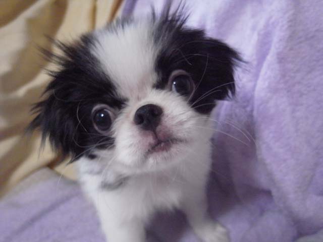 狆くしゃですが 狆 Livedoor Blog ブログ 狆 ブログ 狆 犬 Dog ペット Japanese Chin 狆 チン ブログ 狆ブログ 犬ブログ 狆くしゃ 零くん 日本犬 日本狆 座敷犬 小型犬 チンクシャ ちんくしゃ ゼロ 和犬 ブログ ワンコ 愛犬 ドッグ わんこ