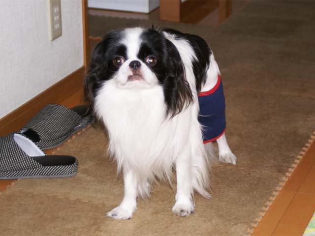 『狆くしゃですが･･･。』:2010年02月18日 - livedoor Blog（ブログ）- 狆 ブログ ：狆 犬 Dog ペット ...