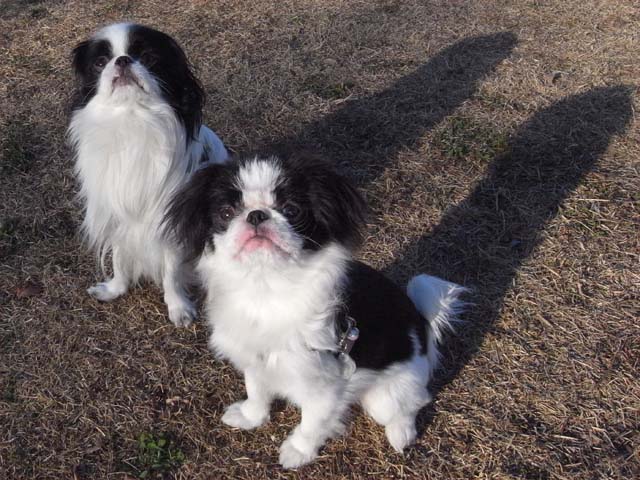 『狆くしゃですが･･･。』:2010年01月01日 - livedoor Blog（ブログ）- 狆 ブログ ：狆 犬 Dog ペット ...