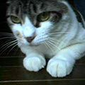 db