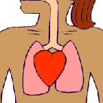 lung