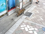 neko061101_2