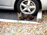 nekobros1