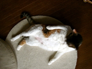 pochi090530