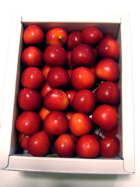 cherry