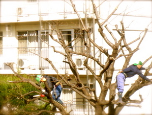 cut_tree