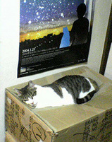 boxcat