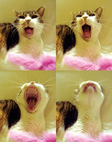 pochiyawn
