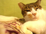 pochi061127