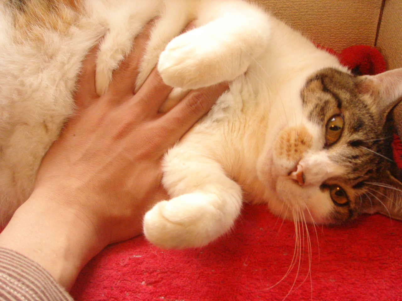 黒猫の8割がクロという名前 Monoblog