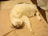 pochi061121
