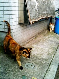 写真1