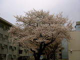 spring6