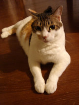 pochi-iiko