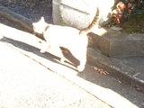 glowcat