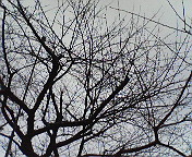 sakurawinter