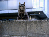parkingcat2
