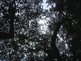 trees