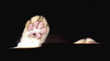 paw